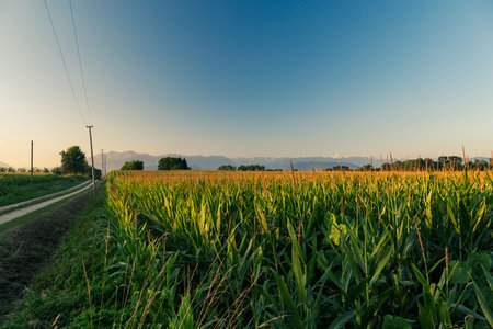 The sun goes down over the fields of Friuli Venezia-Giulia, Italyの写真素材