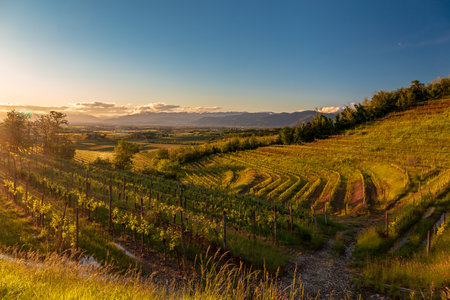Colorful sunset in the vineyards of Rosazzo, Udine, Friuli Venezia-Giuliaの写真素材