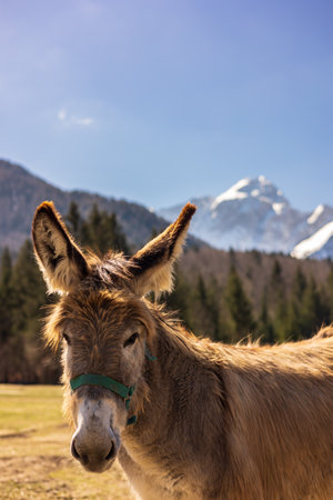 Donkeys in the fields near Fusine, Tarvisio, Italyの写真素材