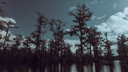 Swamp tour on a boat near Lafayette, Louisianaの写真素材