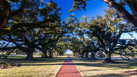 Oak Alley Plantation, New Orleans, Louisiana in a beautiful sunsetの写真素材