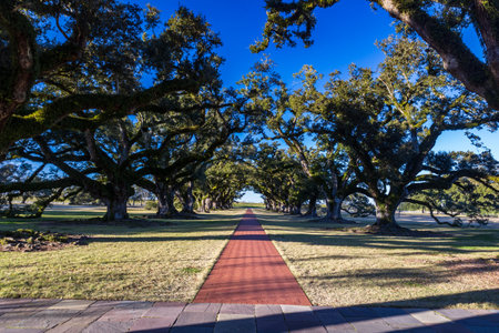 Oak Alley Plantation, Louisiana in a beautiful sunsetの写真素材