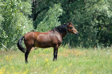 Horse in a green background の写真素材