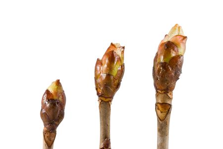 Buds of chestnut isolated on white