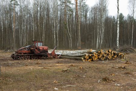 Logs are stacked up after being cut down の写真素材