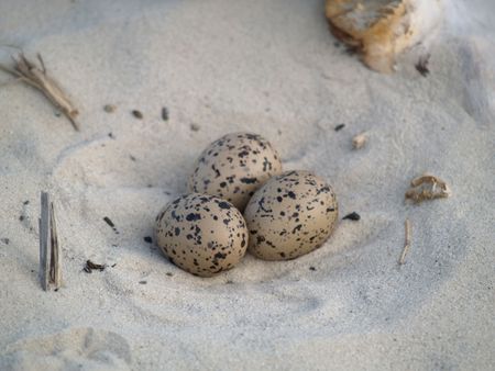 Eggs of a oystercatcher       の写真素材