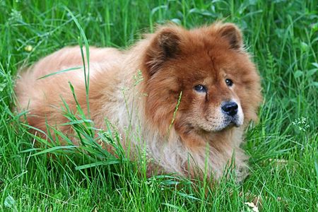 Chow Chow rests  in grassの写真素材