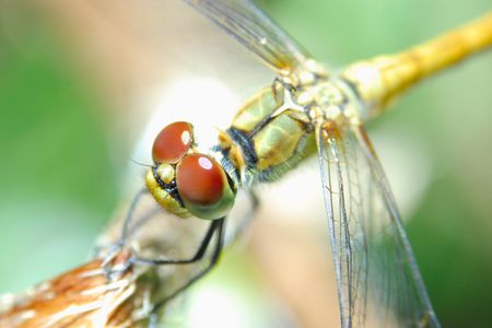 Mackro  of dragonfly on the branchの写真素材