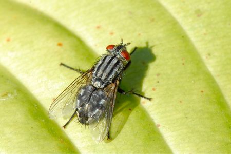 Fly on a green leafの写真素材