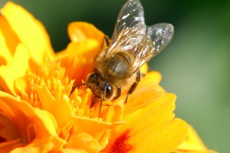Closeup of a honey bee resting on a flowerの写真素材