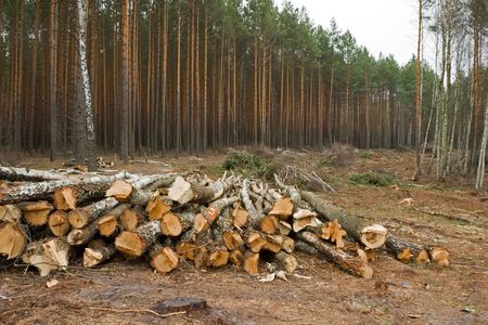 Logs are stacked up after being cut down の写真素材