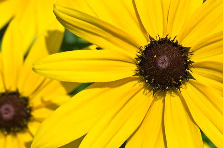 Close-up of yellow rudbeckia flower の写真素材