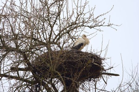 Lonely stork under a spring rainの写真素材