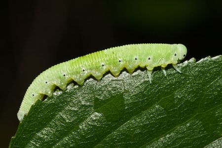 caterpillar on green leafの写真素材