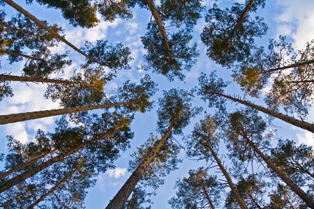 trees against the blue skyの写真素材