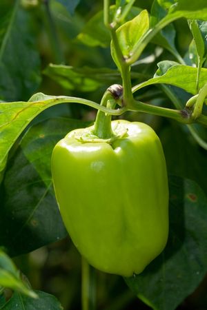 Green bell pepper on the branchの写真素材