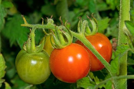 Fresh tomatoes on the branchの写真素材