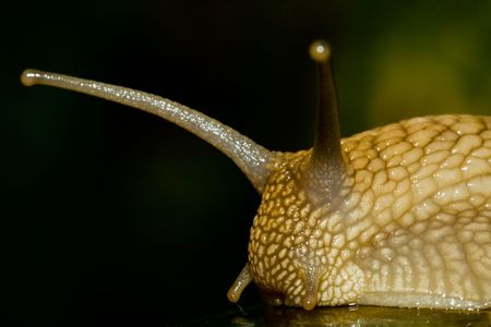Portrait of a big snailの写真素材