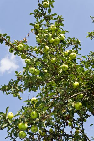 apples hanging on a tree against a clear blue skyの写真素材
