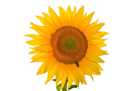 Isolated yellow sunflower on white backgroundの写真素材