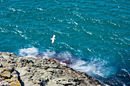 A seagull flying over the seaの写真素材