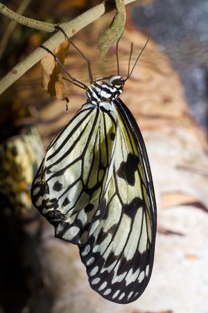 butterfly sitting on a branchの写真素材