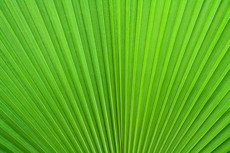 Close-up of a palm leaf textureの写真素材