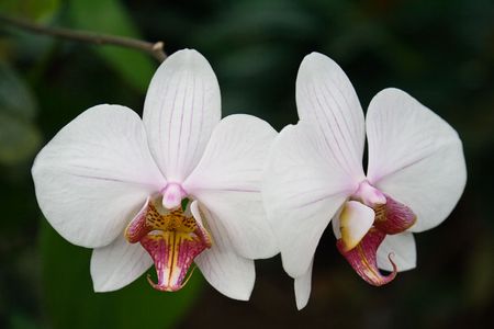 Close up of two Orchidsの写真素材