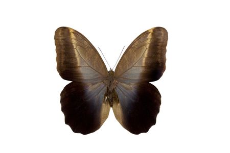 Caligo eurilochus - butterfly isolated on white.の写真素材