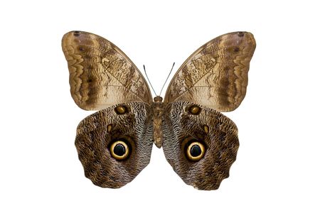 Caligo memnon - butterfly isolated on white.の写真素材