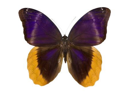 Caligo uranus - butterfly isolated on white.の写真素材