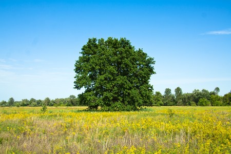 Oak tree in full leaf standing alone in a field in summer against a blue sky.の写真素材
