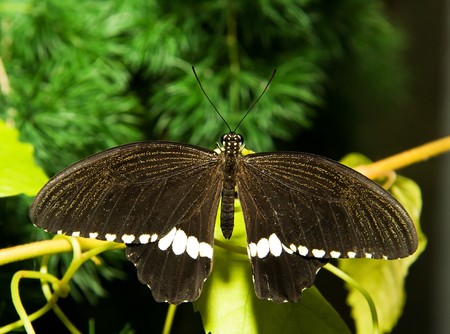 Papilio polytes  - butterfly resting on a branchの写真素材
