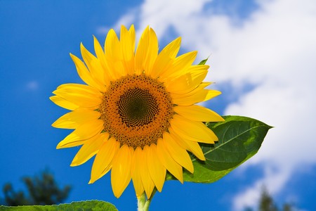 Yellow sunflower on sky backgroundの写真素材
