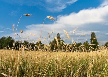 wheat close up against blue skyの写真素材