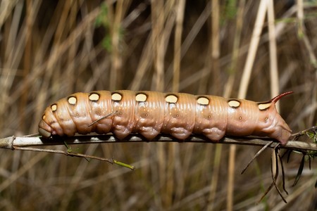 Larva of a Bedstraw Hawkmoth (Hyles gallii).の写真素材