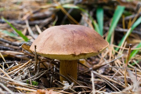 Brown cap mushroom close upの写真素材