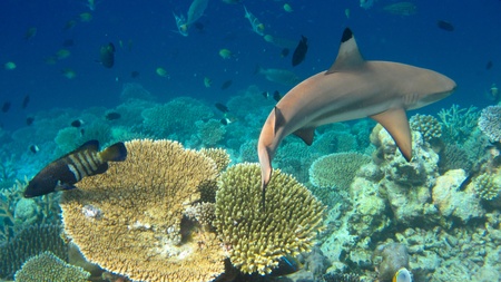 Photo of underwater landscape with sharkの写真素材