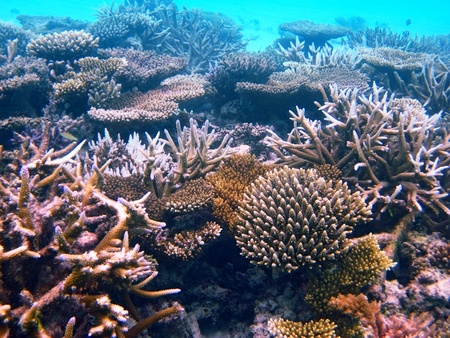 colorful coral reef in the Indian oceanの写真素材