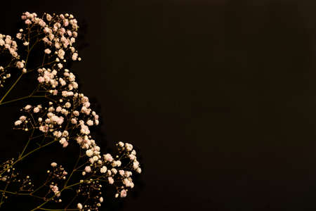 Gypsophila flowers are pale pink on a black backgroundの写真素材