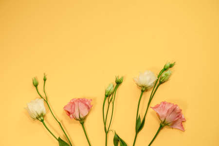 Eustoma flowers are pink and white on a light yellow background. Top view.の写真素材