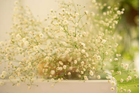 White gypsophila flowers lying on a bookの写真素材