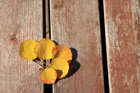 Yellow aspen leaves illuminated by the sun on the background of wooden planks of the benchの写真素材