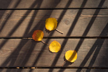 Yellow aspen leaves illuminated by the sun on the background of wooden boards and a strip of shadow from the fenceの写真素材