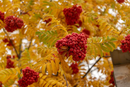 Clusters of red rowan berries hanging on branches against a background of yellow leavesの写真素材