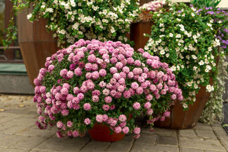 Chrysanthemum bush with pink double flowers in a pot of brown color on the street on paving slabsの写真素材