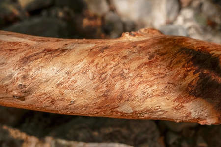 The trunk of a tree without bark with a swirling pattern of red woodの写真素材