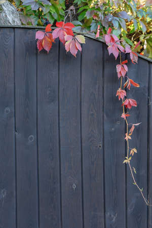 The fence is made of wooden planks covered with dark stain with ivy growing on the edges with red leavesの写真素材