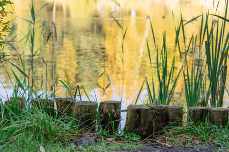Fence made of old small logs on the lake shore overgrown with grass and moss on a summer dayの写真素材