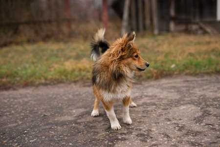 A small dog without a breed of red color on the street looking sidewaysの写真素材